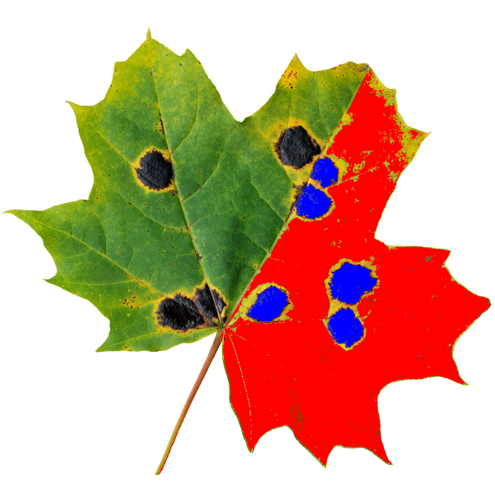 WinDIAS Leaf Image Analysis System - Image 14