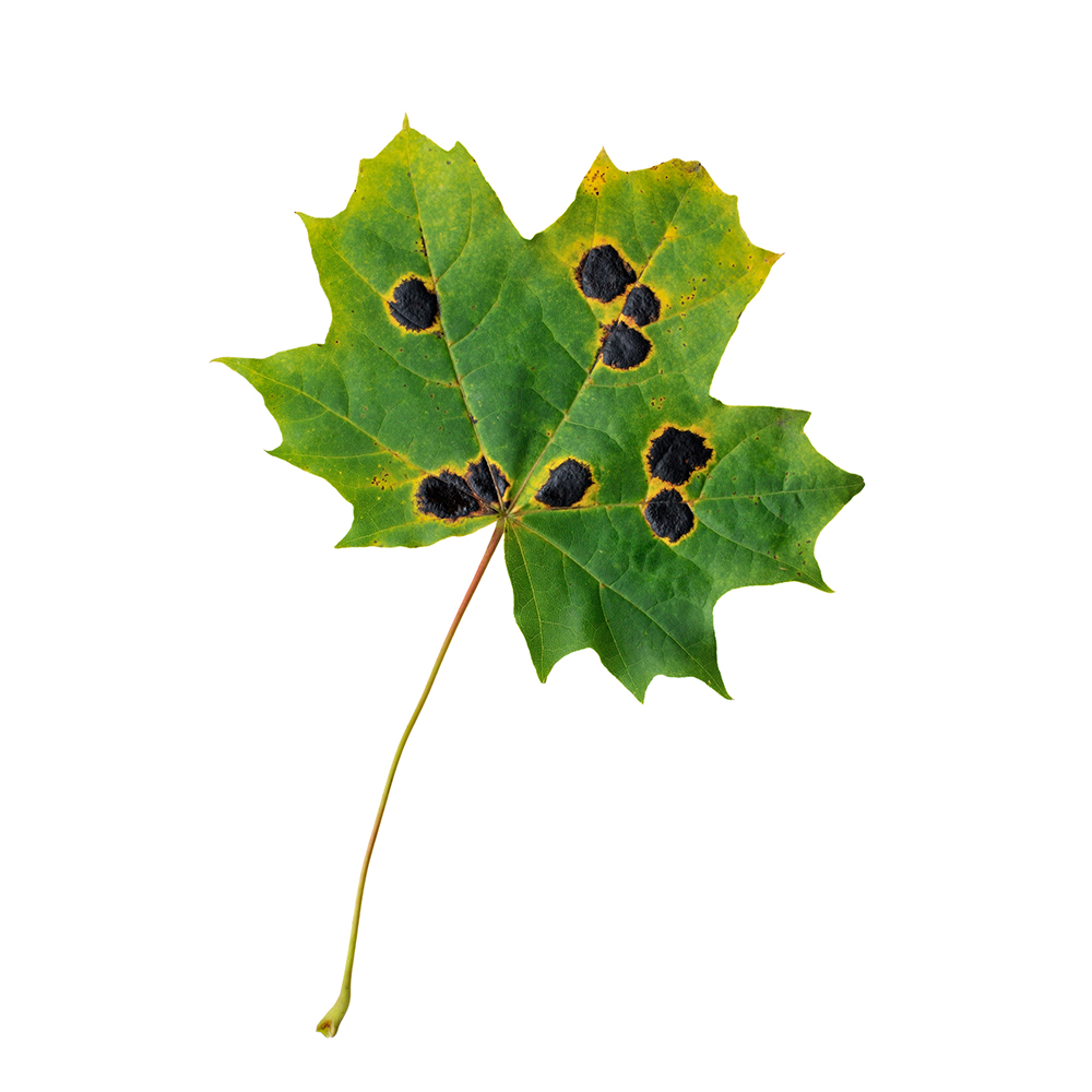 WinDIAS Leaf Image Analysis System - Image 8