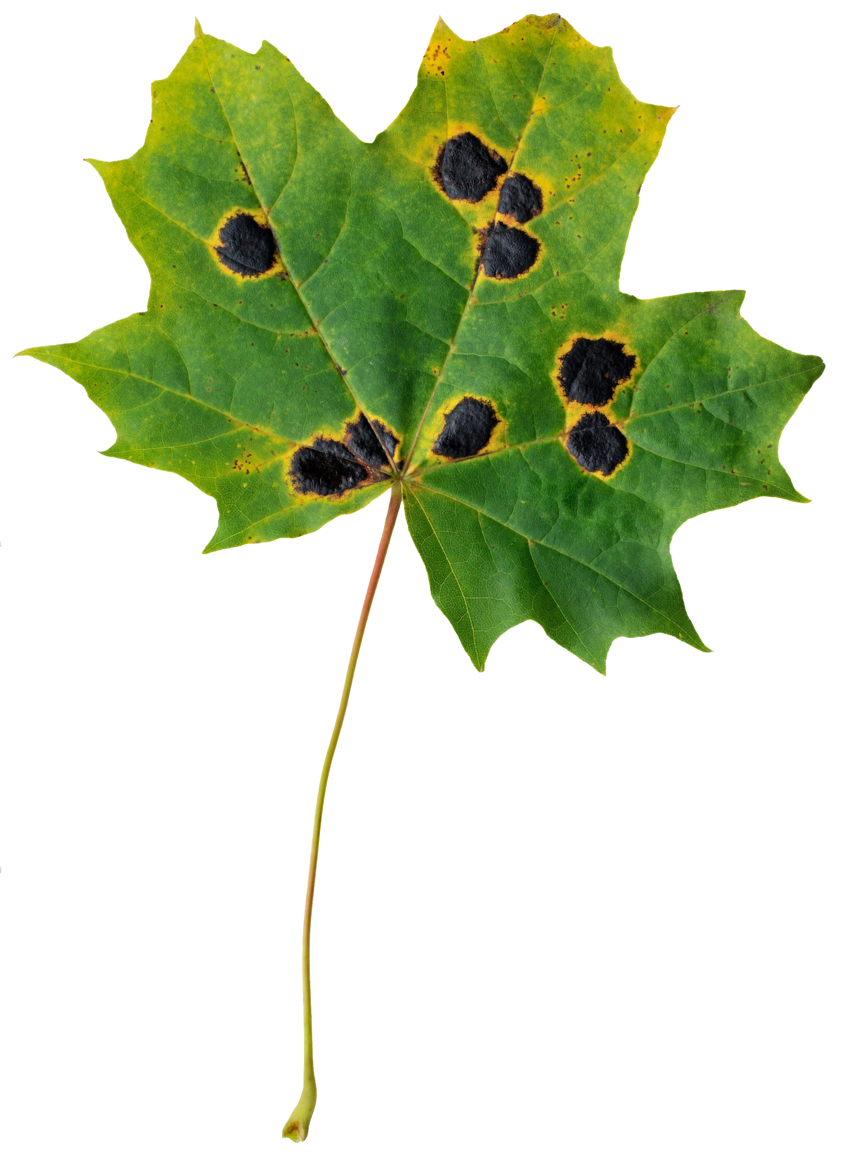 WinDIAS Leaf Image Analysis System - Image 7