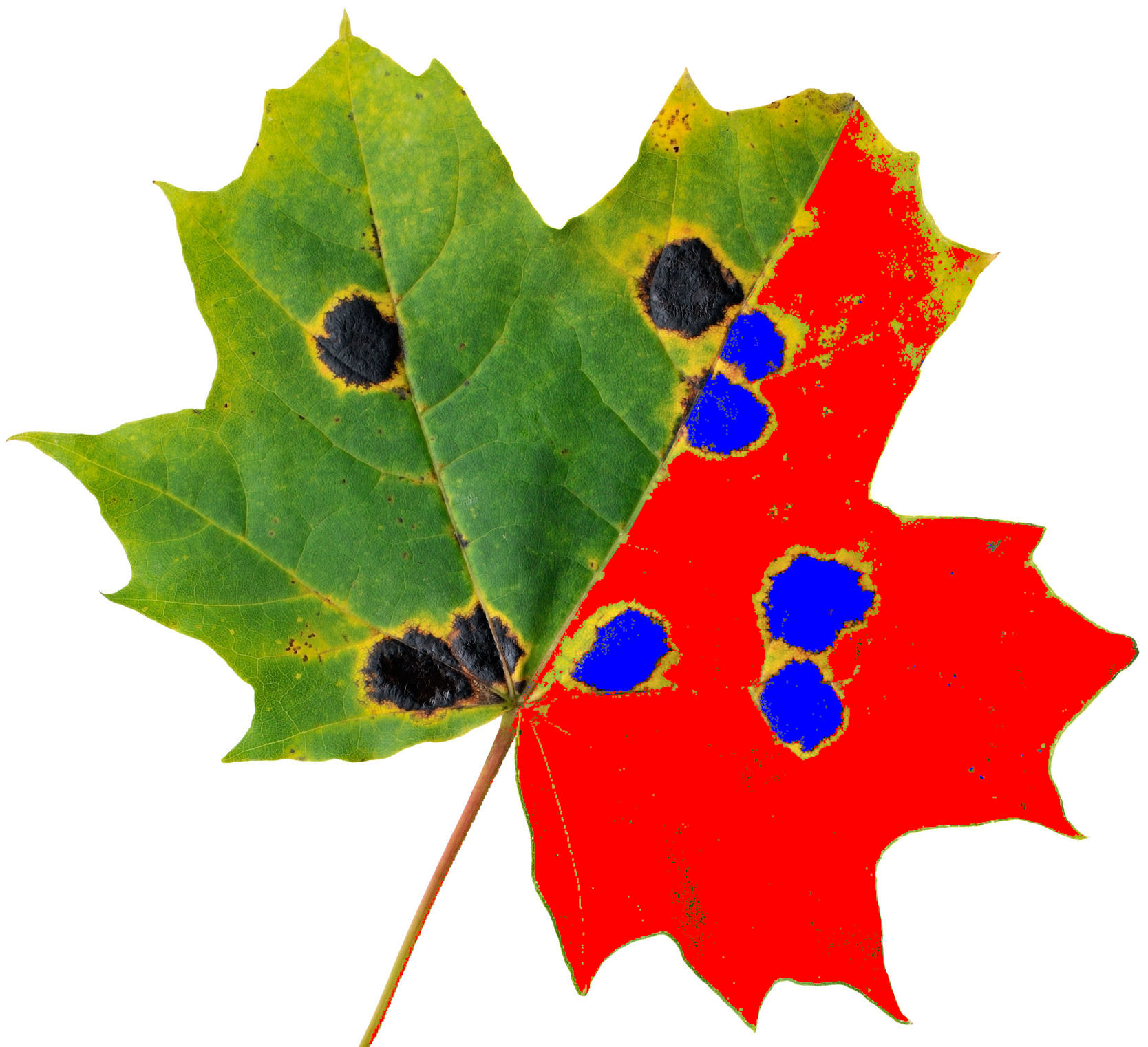 WinDIAS Leaf Image Analysis System - Image 11