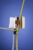Transpiration Sap Flow – Dynagage Sap Flow Sensors